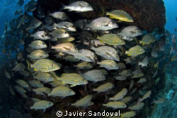 fish arround reef Isla Mujeres by Javier Sandoval 